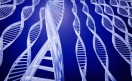 genes genes