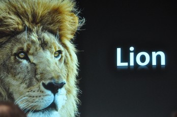 lion