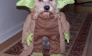 yoda-dog yoda-dog