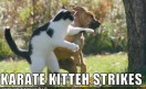 cat-strike cat-strike