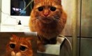 gatoconbotas gatoconbotas